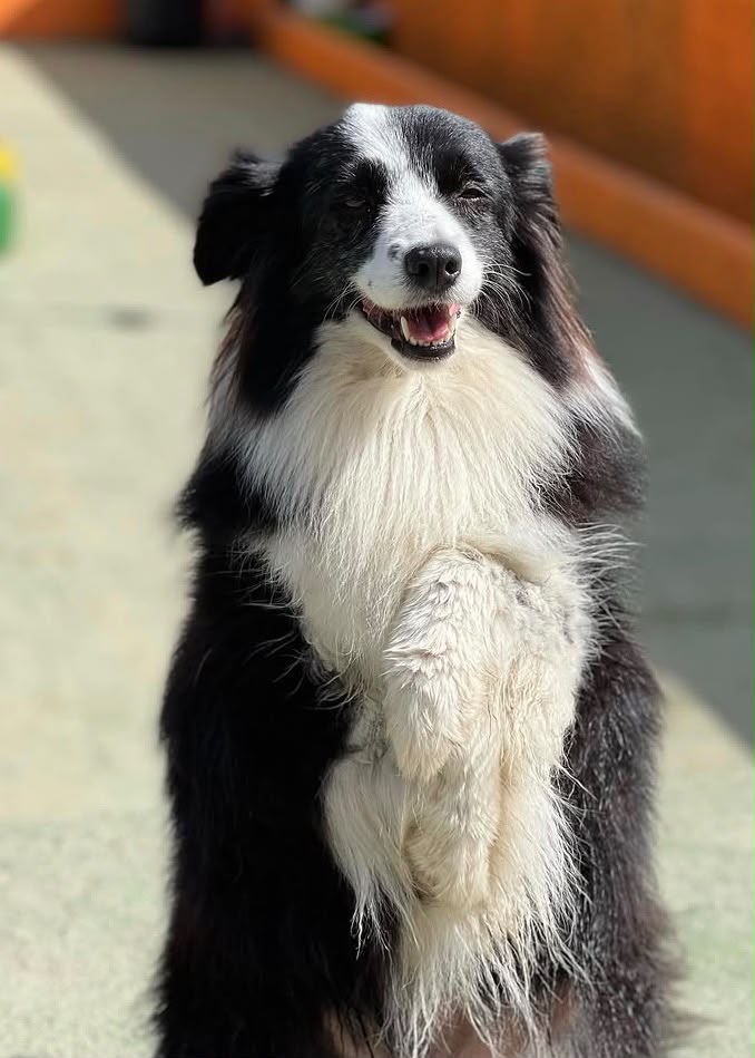 Lua, a border collie da Perfect Home Dog, em pé e atenta
